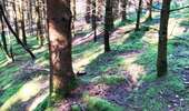 Trail Walking Malmedy - Le pouhon des cuves   - Photo 5