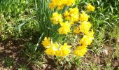 Tour Wandern Clères - 20230406-Cleres les  jonquilles  - Photo 17