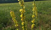 Randonnée Marche Osselle-Routelle - Osselle sablière - Photo 7