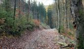 Excursión Senderismo La Roche-en-Ardenne - Entre pierze, l’alu, plateau des tailles, belva et les pierris  - Photo 7