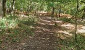 Tour Wandern Chamarande - Forêt Départementale du Belvédère à Chamarande - Photo 10