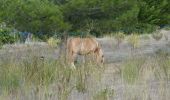 Randonnée Marche Montbrun-des-Corbières - MONTBRUN DES CORBIERES rocher du renard - Photo 7