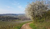 Randonnée Marche Dahlenheim - Circuit du Rutscherle variante - Photo 8