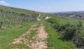 Randonnée Marche Marlenheim - Circuit sur les hauteurs de Marlenheim - Wasselonne autour du Stephansberg - Photo 3