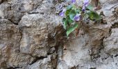 Tour Wandern Saint-Guilhem-le-Désert - Grotte du Sergent - Photo 4