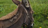 Tour Wandern Xonrupt-Longemer - 2024 RA Vosges J1 Rando âne sur les crêtes - Photo 6