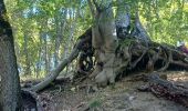 Trail Walking Saint-Geniez - S GENIEZ . ABROS . LA FOREST . COL DE MOUNIS . O L M - Photo 7