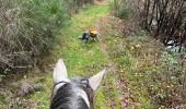 Percorso Equitazione Neufchâteau - Bois de la Fosse - Photo 9