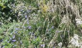 Randonnée Marche Mont Lozère et Goulet - château tournel - Photo 1