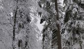 Trail Snowshoes Autrans-Méaudre en Vercors - Balade Gros Martel - Photo 9