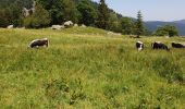 Tour Wandern Le Valtin - Route des Roches. Schlucht-Hohneck - Photo 14