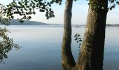 Tour Zu Fuß Greifensee - Greifensee - Maur Schifflände - Photo 6