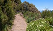 Trail Walking Ilha - PR1 Pico Ruivo - Photo 2