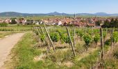 Excursión Senderismo Mittelwihr - Les perles du vignoble : Mittelwihr - Beblenheim - Zellenberg - Hunawihr - Riquewihr - Sigolsheim - Photo 13