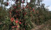 Tocht Stappen Mesnil-en-Ouche - Landepereuse - Photo 1