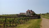 Trail Walking Riquewihr - Riquewihr  - Photo 20