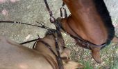 Trail Horseback riding Beaufort - Chez nous à chez Bertrand  - Photo 3