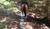 Trail Horseback riding Turquestein-Blancrupt - tipis cimetière militaire main de fer croix  - Photo 2