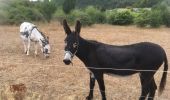 Tocht Stappen Sisteron - Sisteron  - Photo 3