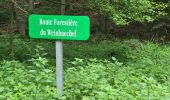 Tour Wandern Oberhaslach - Circuit des 2 cascades - Photo 10