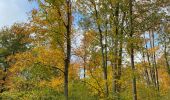 Trail Walking Gerpinnes - 100 pc forestier  - Photo 1