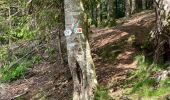 Trail  Gérardmer - Bourrique, tour et cascade de Merelle - Photo 11