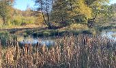 Trail Walking Gerpinnes - Étang du ban à l’automne  - Photo 5