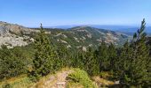 Trail Walking Pont de Montvert - Sud Mont Lozère - le Pic  Cassini - Photo 5