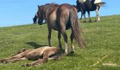 Tocht Stappen Itxassou - Mondarrain Gorospil en boucle retour par GR10 - Photo 6