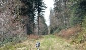 Excursión Senderismo Cornimont - Col du Brabant - Roche du Lac via Collet-Masuy - Photo 10