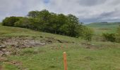 Tour Wandern Marchastel - [06] Compostelle : de Marchastel / Nasbinals à Saint-Chély-d'Aubrac - Photo 10