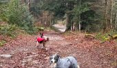 Tocht Stappen Vagney - Cascade de la Pissoire - Haut du Tôt  - Photo 15