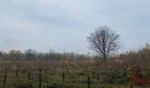 Trail Walking Silly - Gondregnies - bois de la Provision - Fouleng - Photo 14