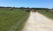 Tocht Stappen Rivière-Saas-et-Gourby - Rivière Saas et GOURBY 2 - Photo 5