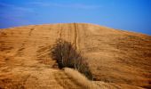 Trail On foot Volterra - Dolce campagna, antiche mura 22 - Photo 10