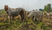 Tocht Te voet Nederweert - Paardenbegrazing - Photo 7