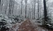 Trail Walking Saint-Hubert - rando arville 2-12-2021 - Photo 5