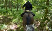 Trail Horseback riding Fauvillers - Bavigne Tripoux 2022 - Photo 4