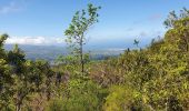 Tocht Stappen Saint-Louis - Le tapage  piton cabris retour via bras patate - Photo 6