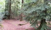 Trail Horseback riding Sougéal - la bouessiere - Photo 1