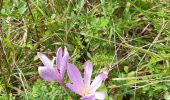 Tour Wandern Lus-la-Croix-Haute - Vallon de Jarjatte - Photo 6