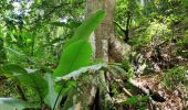 Trail Walking Les Trois-Îlets - habitation vatable et ses plantations  - Photo 10