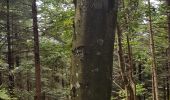 Trail Walking Allarmont - Balades féeriques des roches  - Photo 3