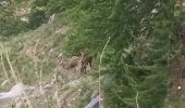 Trail Walking Allos - Col petite Cayolle-21-06-22 - Photo 2