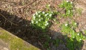 Excursión Senderismo Gerpinnes - Les jonquilles  - Photo 4