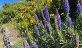 Tour Wandern Curral das Freiras - Pico do Areeiro - Photo 20