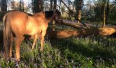 Trail Horseback riding Vercourt - Bibine jacinthe VERCOURT  - Photo 2