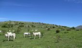 Tocht Te voet Ortona dei Marsi - Aschi Alto - La Sorgente - Photo 7