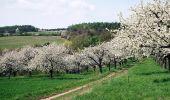 Tour Zu Fuß Kelbra (Kyffhäuser) - Königspfalz Tilleda -Udersleben - Photo 10