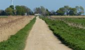 Tocht Te voet South Holland - Willow Tree Fen Green perimeter route - Photo 10